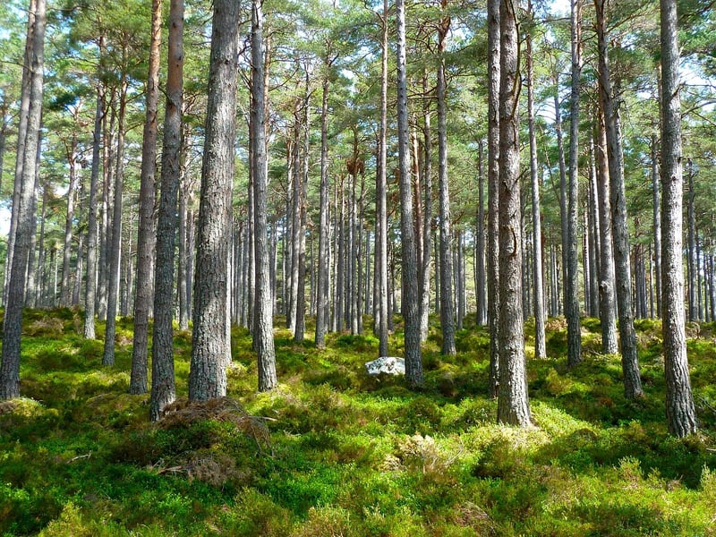 Eco-Friendly Living